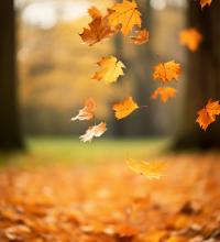 Herbstbild (freepic.de)